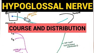 Hypoglossal Nerve  Course and Distribution [upl. by Nnaylrebmik]