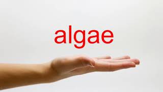 How to Pronounce algae  American English [upl. by Naasar105]