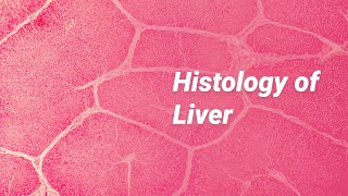 Histology of Liver [upl. by Pinkerton]