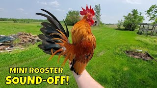 🐓 Serama Chicken Update 🐓 Miniature Chickens as indoor pets 🐤 [upl. by Gilford994]