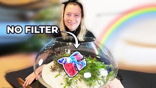 RAINBOW Betta  NO filter NO CO2 NO Ferts 8 Gallon Nano Tank [upl. by Frankhouse276]