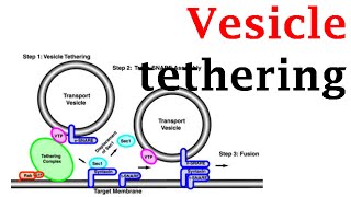 Vesicle tethering [upl. by Sherburn]