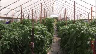 High Tunnels Overview [upl. by Attenej239]