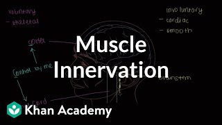 Muscle innervation  Muscularskeletal system physiology  NCLEXRN  Khan Academy [upl. by Calvert]