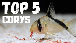 Top 5 Cory Catfish for Beginners [upl. by Auberon]