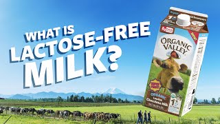 How We Make Lactose Free Milk  Ask Organic Valley [upl. by Ylram]