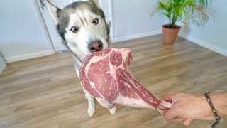 Dog vs 7 Pound Raw Meat Steak ASMR [upl. by Primalia25]