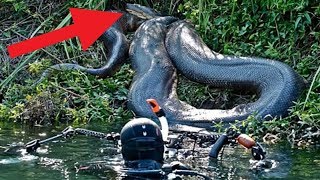 BIGGEST Snakes Found Around The World [upl. by Blockus]