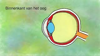 Het oog onderdelen en functies [upl. by Nimocks]