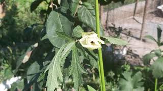 Okra companion plants [upl. by Ardek]