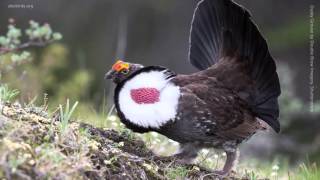 Dusky Grouse [upl. by Aerdna]