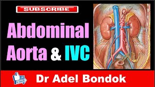 Abdominal Aorta and Inferior Vena Cava Dr Adel Bondok [upl. by Atirys995]