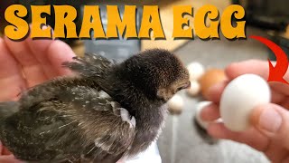 🐣 Serama Egg Size Comparison 🐤 Serama  Miniature Chicken Videos 🐓 [upl. by Sacul]