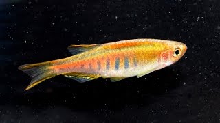 Glowlight Danio Celestichthys choprae Species Spotlight [upl. by Clayberg]