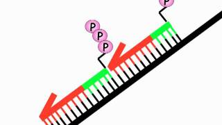 DNA Replication 2B Okazaki fragments [upl. by Elleira]