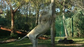 Le Parc Zoologique National de Rabat au Maroc حديقة الحيوانات بالرباط [upl. by Keri]