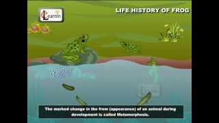 Life Cycle Of A Frog  Frog Metamorphosis  Elementry Science  Elearnin [upl. by Hau693]