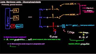 Lipids Part 6 of 11  Membrane Lipids  Glycerophospholipids [upl. by Rosabella]