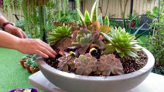 My large succulent dish arrangement [upl. by Aneras]