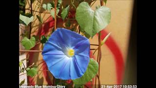 Heavenly Blue Morning Glory Blooming TimeLapse [upl. by Htinek]