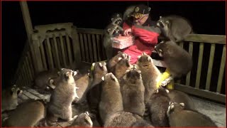 Mobbed by Raccoons 25 Tuesday Night 03 Nov 2020 [upl. by Ernest]