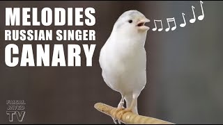 Canary Singing Birds sounds  Melodies Russian Canary Bird Sounds  Training Video [upl. by Idnahs484]