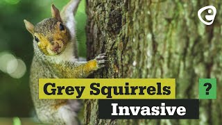 Are Grey Squirrels an Invasive Species [upl. by Amatruda225]