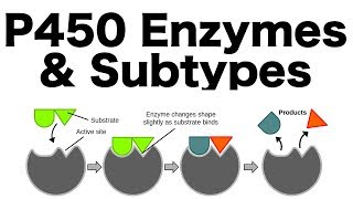 P450 Enzyme System Inducers Inhibitors amp Subtypes [upl. by Yromem]