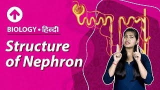 Structure of Nephron  Hindi  Excretory System  Biology  Class 10 [upl. by Enimzaj727]