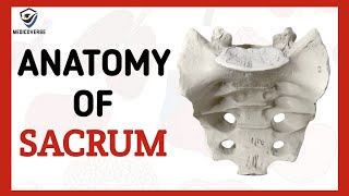 SACRUM  VERTEBRAL COLUMN  SIMPLIFIED HUMAN ANATOMY [upl. by Clite332]