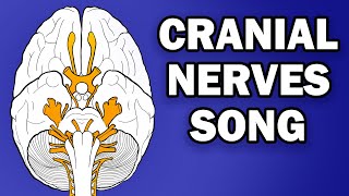 CRANIAL NERVES SONG [upl. by Eneirda]