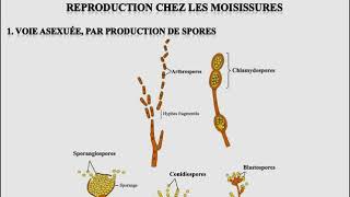 L1SA  Cours de Microbiologie Générale  Mycologie [upl. by Nohsar]