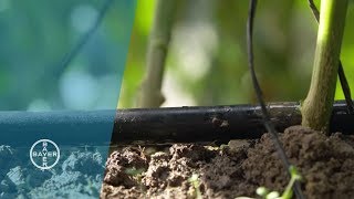 The Drip Irrigation System [upl. by Piggy51]