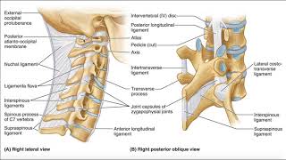 Major Ligaments of the Cervical Spine [upl. by Gnet929]