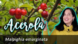 Acerola – Malpighia emarginata [upl. by Eldredge270]