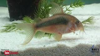 How to Care for Corydoras Eggs and fry [upl. by Sean]