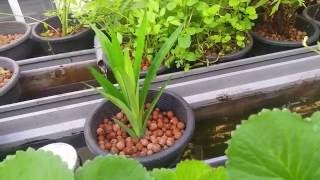 Basic Aquaponics  Pandanus Planting In Potted Gutterbed [upl. by Haram768]