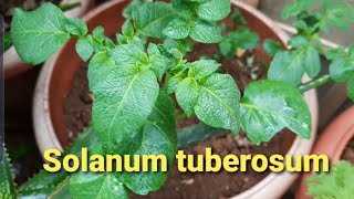 All about solanum tuberosum [upl. by Volpe]