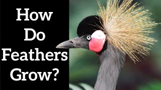 How do Feathers Grow  Feather Formation [upl. by Abeu]