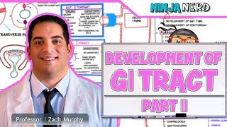 Gastrointestinal  Development amp Embryology of the GI Tract Part 2 [upl. by Meave]