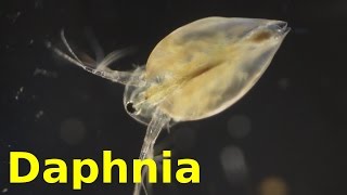 Daphnia [upl. by Ylak]