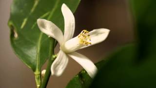 timelapse  life of a citrus blossom [upl. by Eelac]