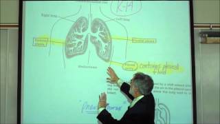 Lungs and Ventilation  GCSE Biology 91 [upl. by Etteloiv]