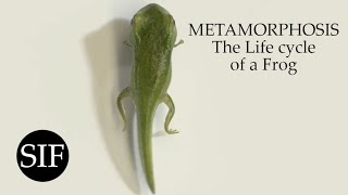 METAMORPHOSIS The Life cycle of a Frog [upl. by Hiltan]