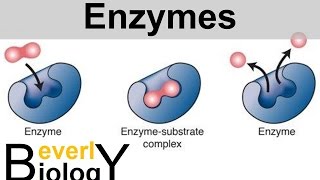 Enzymes and Catalysts [upl. by Stauffer518]