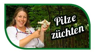 Pilze züchten Kräuterseitlinge 🍄 Speisepilze selbst anbauen [upl. by Uriisa]