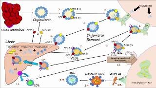 Lipid amp Lipoprotein Processing Part 3  Formation of LDL and HDL [upl. by Elatsyrk]