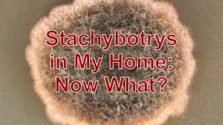 Stachybotrys in My Home Now What [upl. by Noitna]