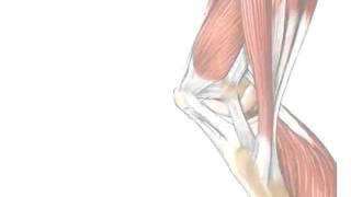 Tendons vs Ligaments  Whats the Difference [upl. by Laefar]