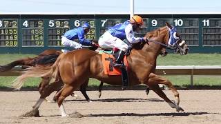 Colorados Fastest Horses Quarter Horses at Arapahoe Park [upl. by Atiuqaj]